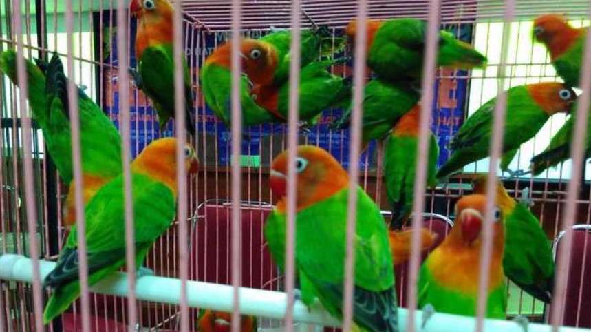 Memahami Kebutuhan Burung Selama Pengiriman