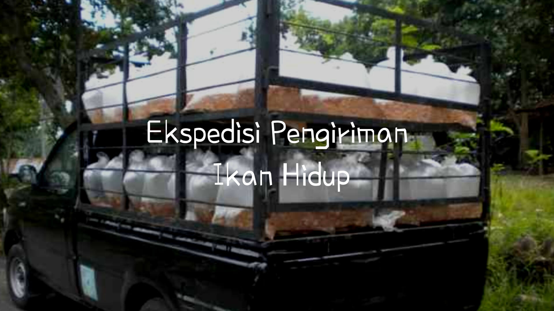 Ekspedisi Pengiriman Ikan Hidup 1