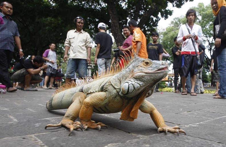 Menggunakan Layanan Pengiriman untuk Reptil Peliharaan