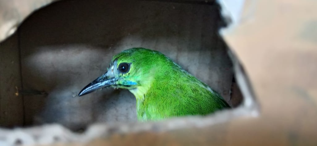 Mengirim Burung Peliharaan